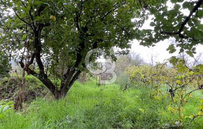 Manisa Turgutlu Avşar Mahallesinde 3.982m² Bakımlı Meyve Bahçesi