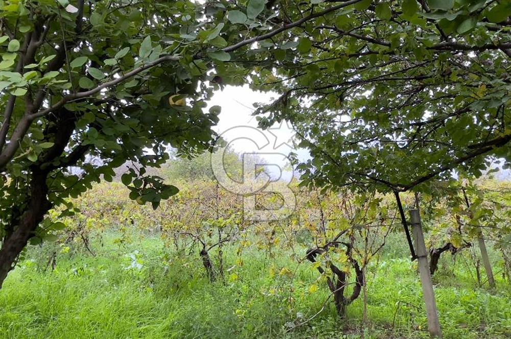 Manisa Turgutlu Avşar Mahallesinde 3.982m² Bakımlı Meyve Bahçesi