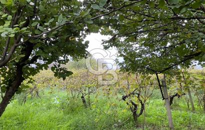 Manisa Turgutlu Avşar Mahallesinde 3.982m² Bakımlı Meyve Bahçesi