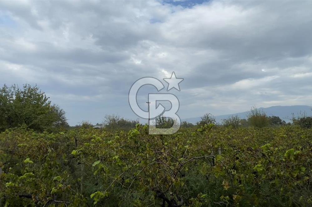 Manisa Turgutlu Avşar Mahallesinde 3.982m² Bakımlı Meyve Bahçesi