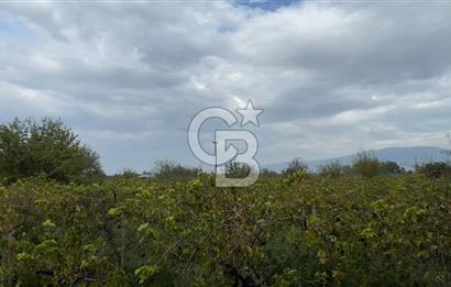 Manisa Turgutlu Avşar Mahallesinde 3.982m² Bakımlı Meyve Bahçesi