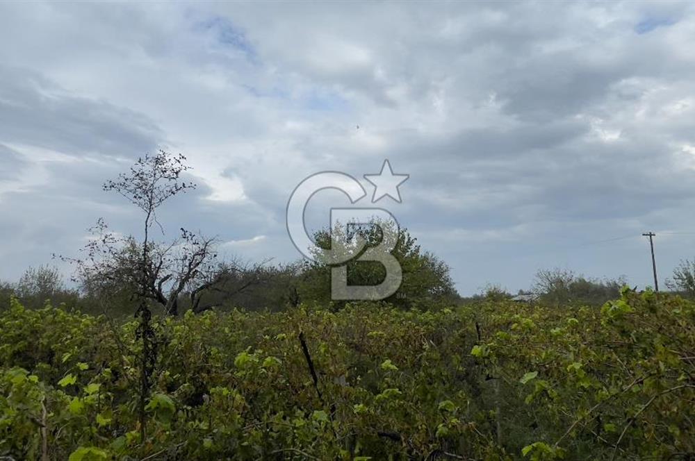 Manisa Turgutlu Avşar Mahallesinde 3.982m² Bakımlı Meyve Bahçesi