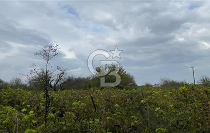 Manisa Turgutlu Avşar Mahallesinde 3.982m² Bakımlı Meyve Bahçesi