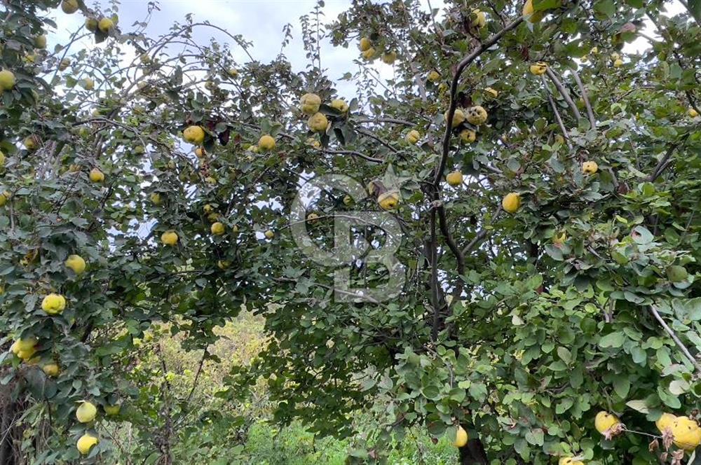 Manisa Turgutlu Avşar Mahallesinde 3.982m² Bakımlı Meyve Bahçesi