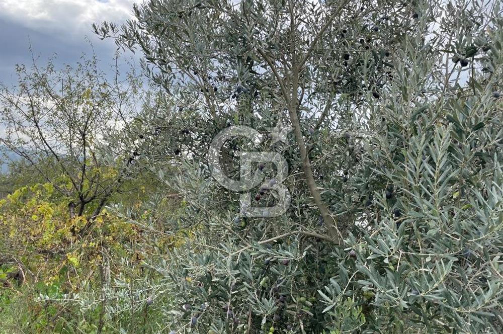 Manisa Turgutlu Avşar Mahallesinde 3.982m² Bakımlı Meyve Bahçesi