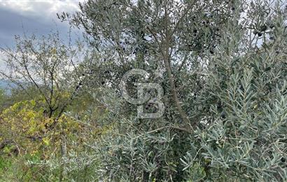 Manisa Turgutlu Avşar Mahallesinde 3.982m² Bakımlı Meyve Bahçesi