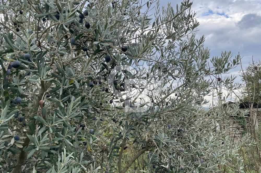 Manisa Turgutlu Avşar Mahallesinde 3.982m² Bakımlı Meyve Bahçesi