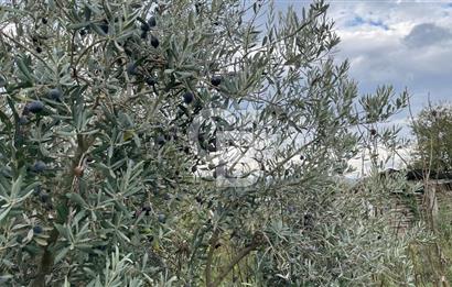 Manisa Turgutlu Avşar Mahallesinde 3.982m² Bakımlı Meyve Bahçesi