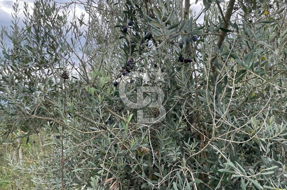 Manisa Turgutlu Avşar Mahallesinde 3.982m² Bakımlı Meyve Bahçesi