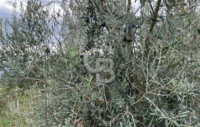 Manisa Turgutlu Avşar Mahallesinde 3.982m² Bakımlı Meyve Bahçesi