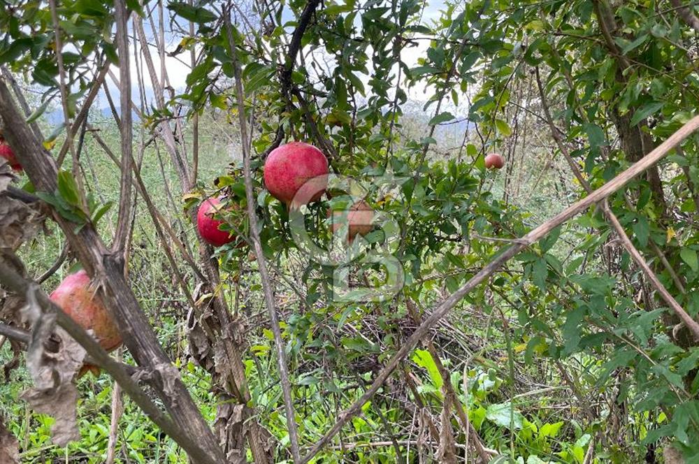 Manisa Turgutlu Avşar Mahallesinde 3.982m² Bakımlı Meyve Bahçesi