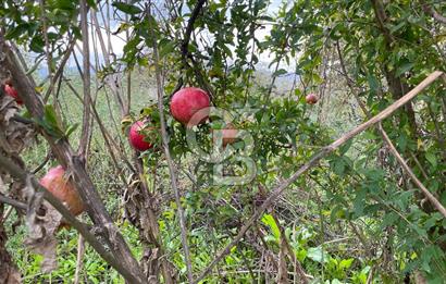 Manisa Turgutlu Avşar Mahallesinde 3.982m² Bakımlı Meyve Bahçesi