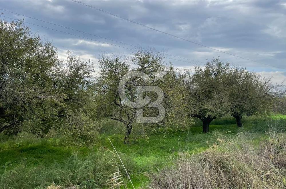 Manisa Turgutlu Avşar Mahallesinde 3.982m² Bakımlı Meyve Bahçesi