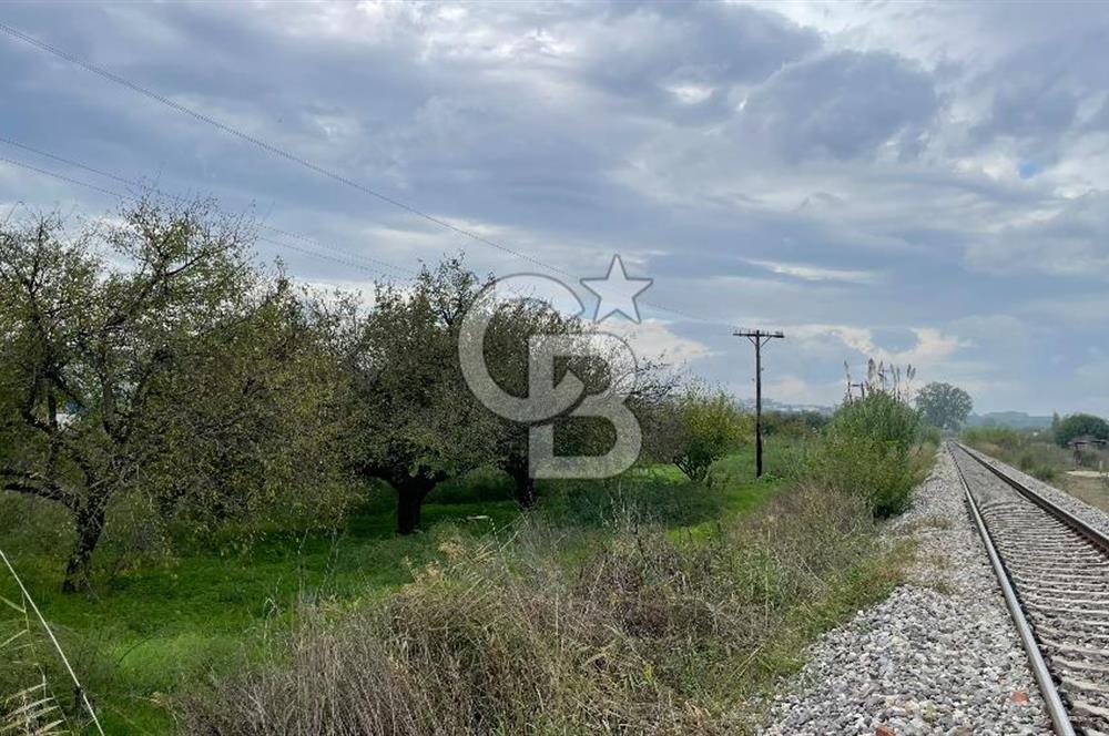 Manisa Turgutlu Avşar Mahallesinde 3.982m² Bakımlı Meyve Bahçesi