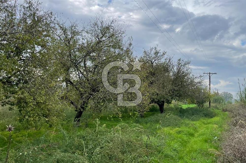 Manisa Turgutlu Avşar Mahallesinde 3.982m² Bakımlı Meyve Bahçesi
