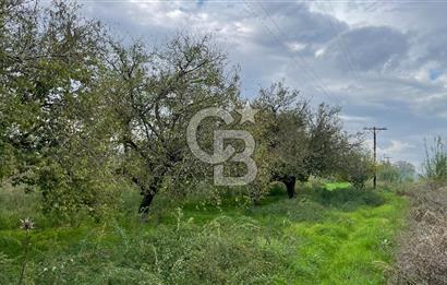 Manisa Turgutlu Avşar Mahallesinde 3.982m² Bakımlı Meyve Bahçesi