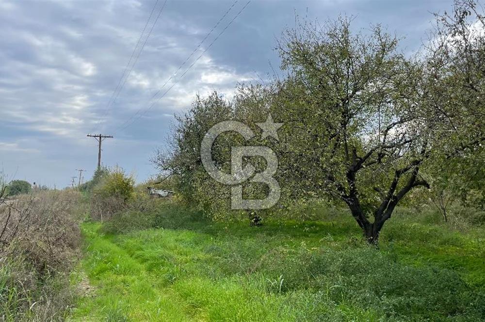 Manisa Turgutlu Avşar Mahallesinde 3.982m² Bakımlı Meyve Bahçesi