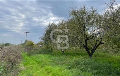 Manisa Turgutlu Avşar Mahallesinde 3.982m² Bakımlı Meyve Bahçesi