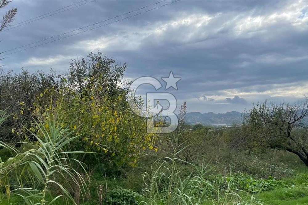 Manisa Turgutlu Avşar Mahallesinde 3.982m² Bakımlı Meyve Bahçesi