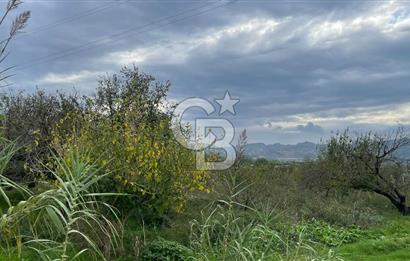 Manisa Turgutlu Avşar Mahallesinde 3.982m² Bakımlı Meyve Bahçesi