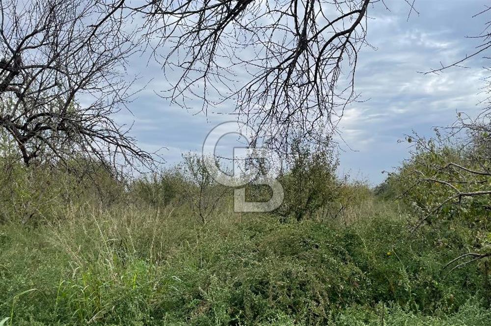 Manisa Turgutlu Avşar Mahallesinde 3.982m² Bakımlı Meyve Bahçesi