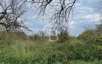 Manisa Turgutlu Avşar Mahallesinde 3.982m² Bakımlı Meyve Bahçesi