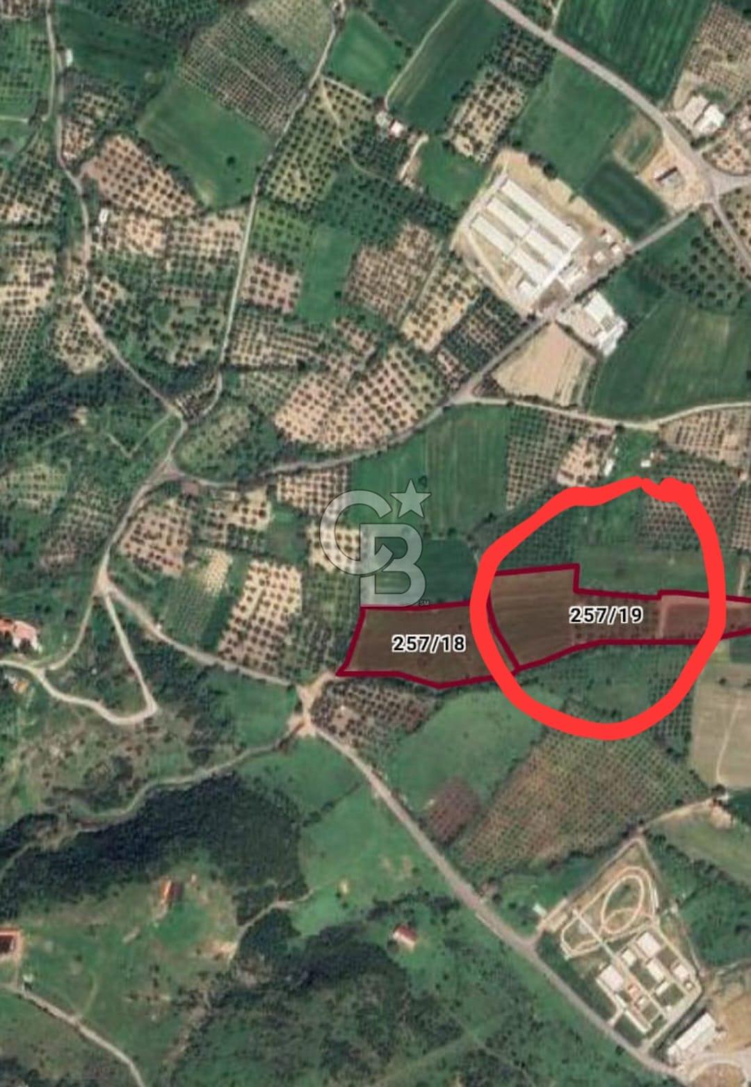 ALİAĞA GÜZELHİSAR MAH.DE 17.701,95 M2 ZEYTİNLİK TARLA