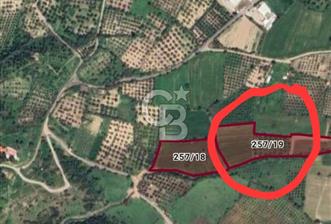 ALİAĞA GÜZELHİSAR MAH.DE 17.701,95 M2 ZEYTİNLİK TARLA - 10 - 311688