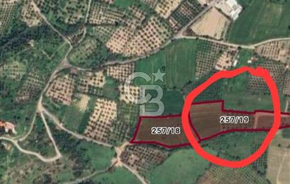 ALİAĞA GÜZELHİSAR MAH.DE 17.701,95 M2 ZEYTİNLİK TARLA