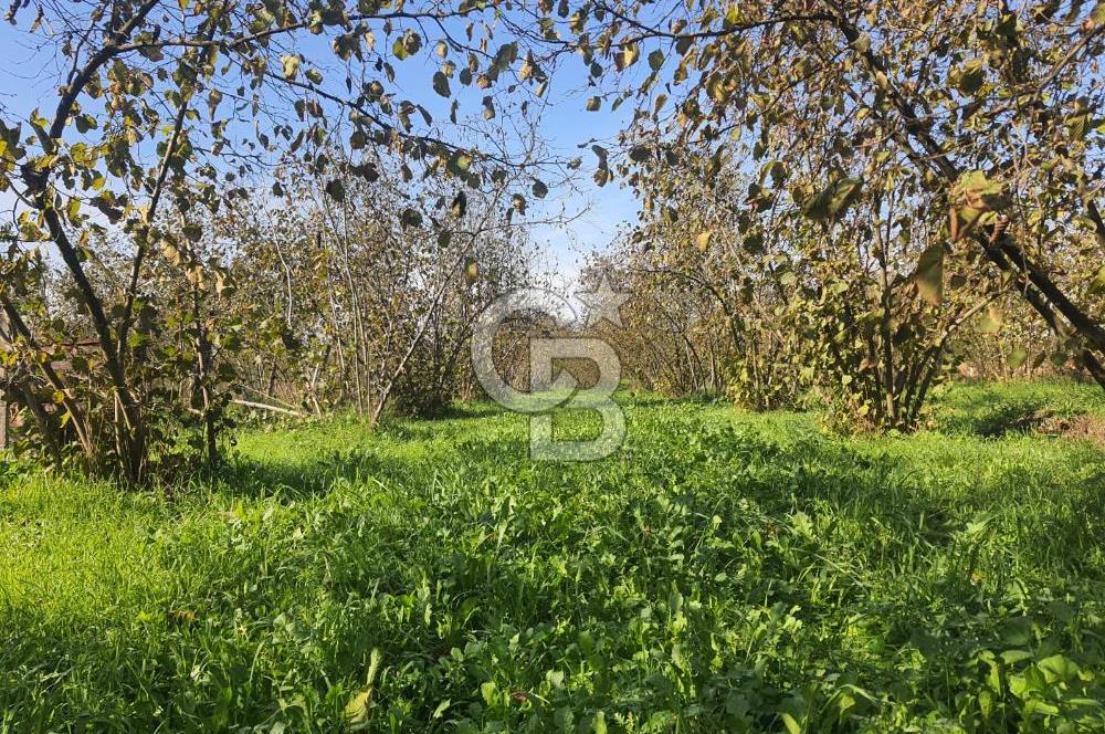Sakarya Hendek Yeşilyurt'ta Tek Tapu Satılık 2702 m2 İmarlı Arsa
