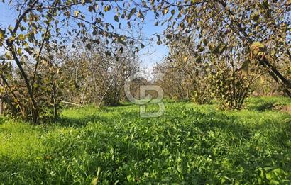 Sakarya Hendek Yeşilyurt'ta Tek Tapu Satılık 2702 m2 İmarlı Arsa