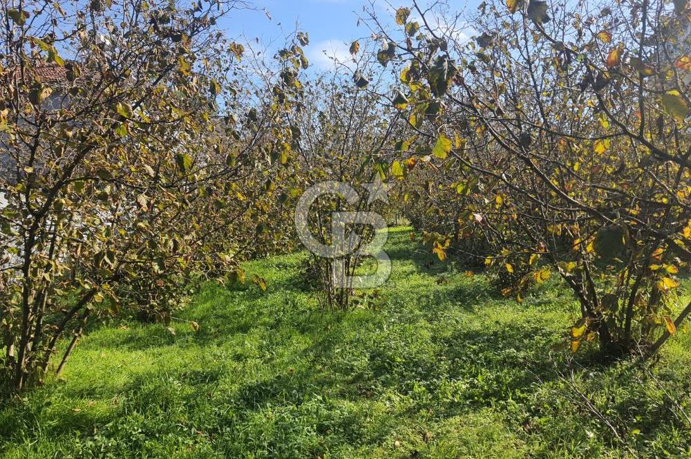 Sakarya Hendek Yeşilyurt'ta Tek Tapu Satılık 2702 m2 İmarlı Arsa