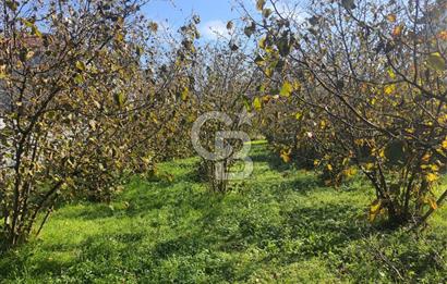 Sakarya Hendek Yeşilyurt'ta Tek Tapu Satılık 2702 m2 İmarlı Arsa