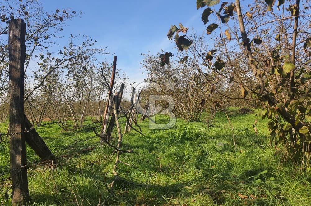 Sakarya Hendek Yeşilyurt'ta Tek Tapu Satılık 2702 m2 İmarlı Arsa