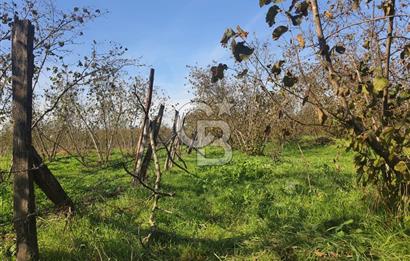 Sakarya Hendek Yeşilyurt'ta Tek Tapu Satılık 2702 m2 İmarlı Arsa