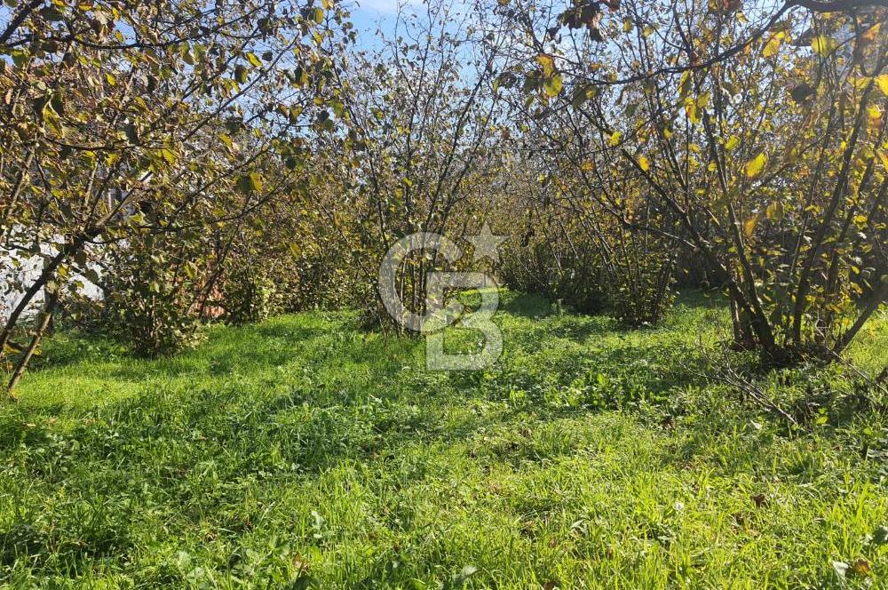 Sakarya Hendek Yeşilyurt'ta Tek Tapu Satılık 2702 m2 İmarlı Arsa