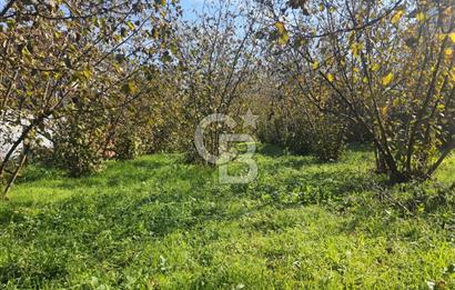 Sakarya Hendek Yeşilyurt'ta Tek Tapu Satılık 2702 m2 İmarlı Arsa