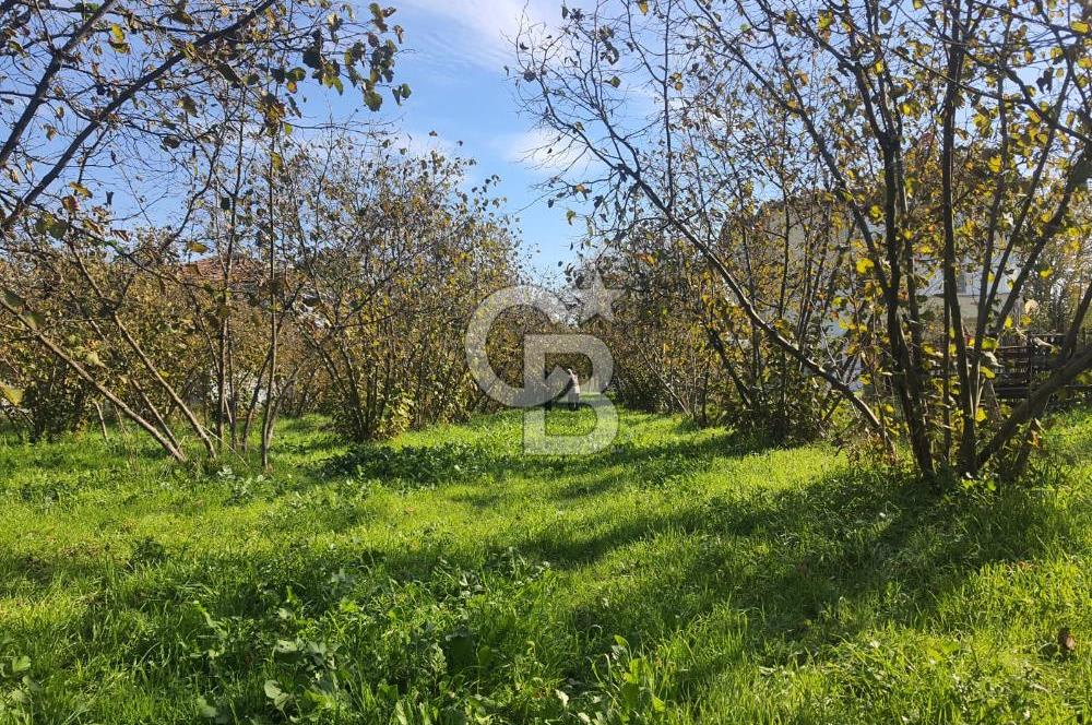 Sakarya Hendek Yeşilyurt'ta Tek Tapu Satılık 2702 m2 İmarlı Arsa