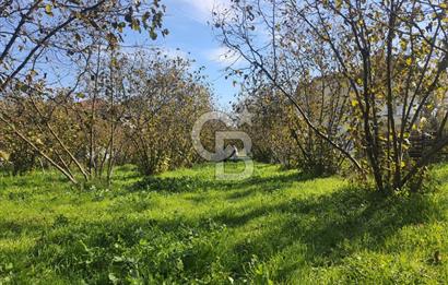 Sakarya Hendek Yeşilyurt'ta Tek Tapu Satılık 2702 m2 İmarlı Arsa