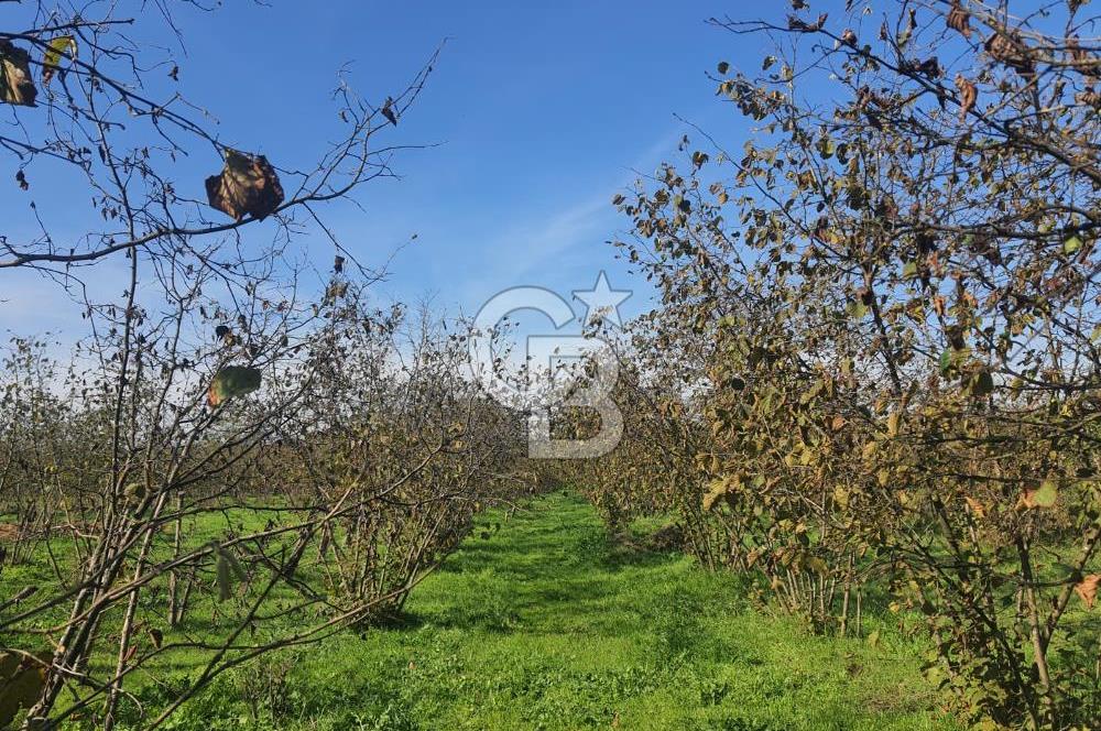 Sakarya Hendek Yeşilyurt'ta Tek Tapu Satılık 2702 m2 İmarlı Arsa
