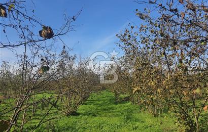 Sakarya Hendek Yeşilyurt'ta Tek Tapu Satılık 2702 m2 İmarlı Arsa