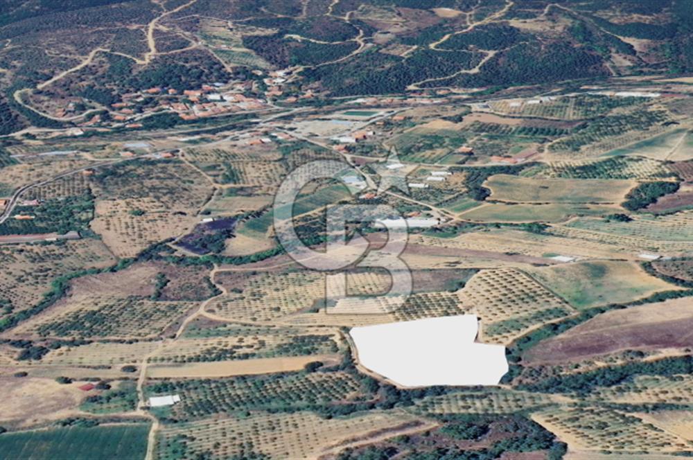 Turgutlu Dağyeni köyde 7 Dönüm Tarla