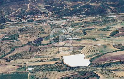 Turgutlu Dağyeni köyde 7 Dönüm Tarla