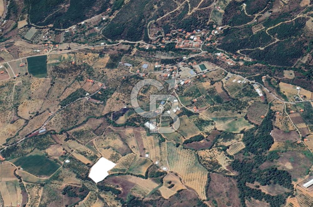 Turgutlu Dağyeni köyde 7 Dönüm Tarla