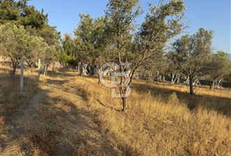 Bornova Yakaköy de Satılık Hisseli Tarla ve Prefabrik Ev - 6 - 311898