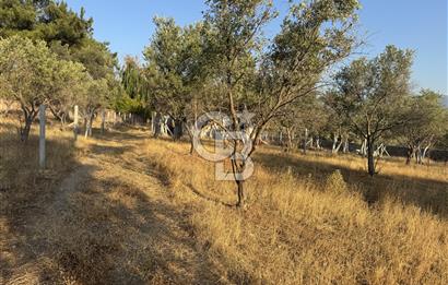 Bornova Yakaköy de Satılık Hisseli Tarla ve Prefabrik Ev