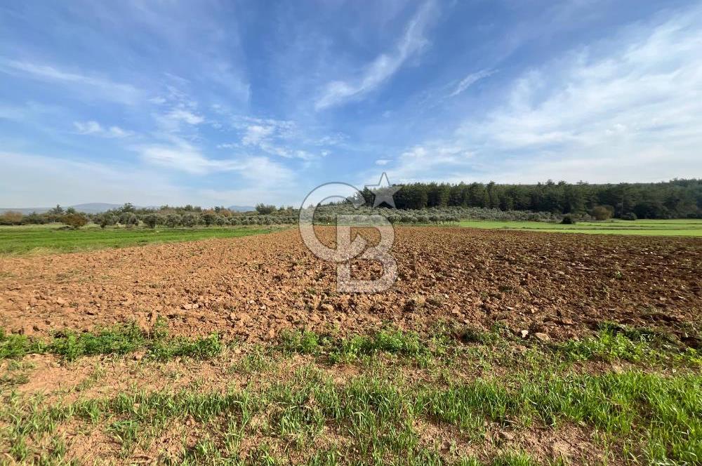 MENDERES ÇAKALTEPE'DE KÖYE YAKIN TEK TAPULU TARLA
