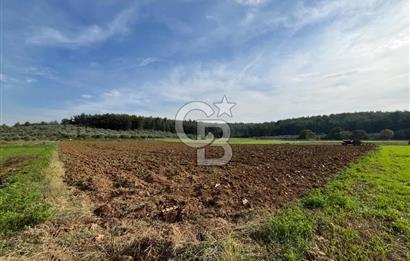 MENDERES ÇAKALTEPE'DE KÖYE YAKIN TEK TAPULU TARLA