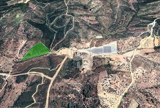 Seferihisar Beyler Köyünde Ormana Komşu Zeytinlik - 6 - 311965