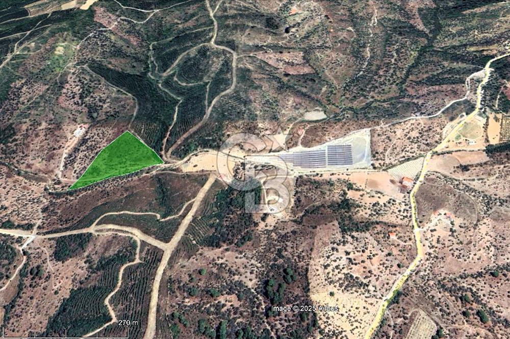 Seferihisar Beyler Köyünde Ormana Komşu Zeytinlik